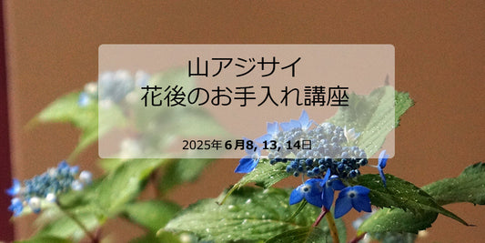 山アジサイ 花後のお手入れ講座