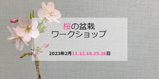 桜の盆栽ワークショップ(期間限定)