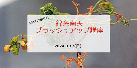 錦糸南天ブラッシュアップ講座