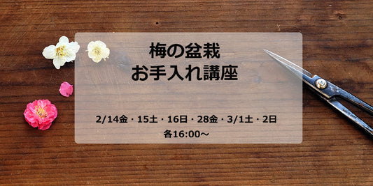 梅の盆栽お手入れ講座