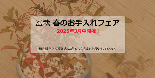 盆栽 春のお手入れフェア