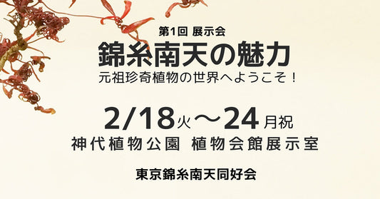 神代植物公園で錦糸南天の展示会!