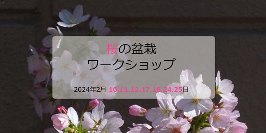 桜の盆栽ワークショップ2024(期間限定)