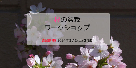3月追加開催!桜の盆栽ワークショップ2024