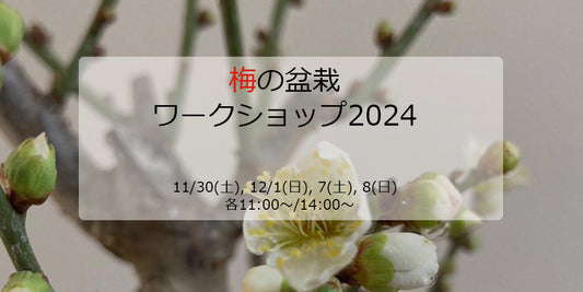 梅の盆栽ワークショップ2024