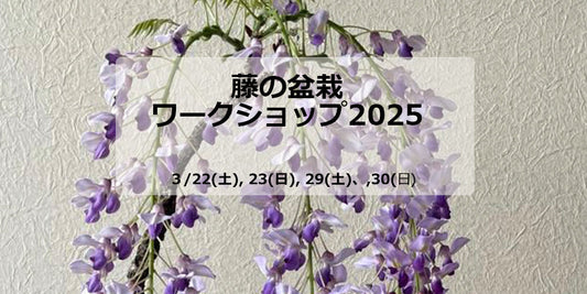 藤の盆栽ワークショップ2025