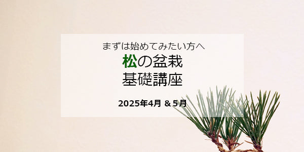 松の盆栽 基礎講座(4~5月 全2回開催)