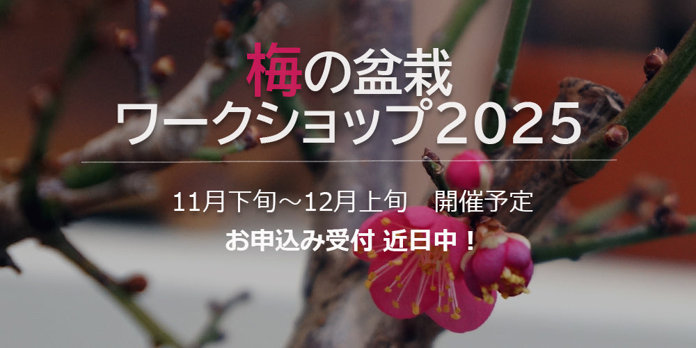 梅の盆栽ワークショップ2025(お申込み受付は近日中!)