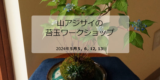 山アジサイの苔玉ワークショップ