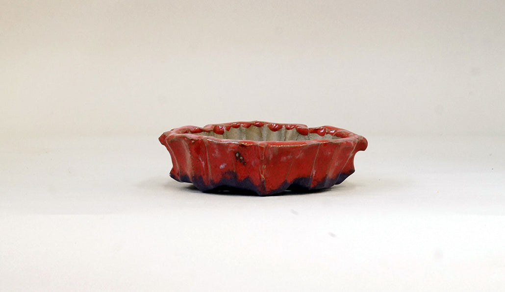 ギザギザ縁つき赤紫の鉢 ホルビラ 12cm TH009