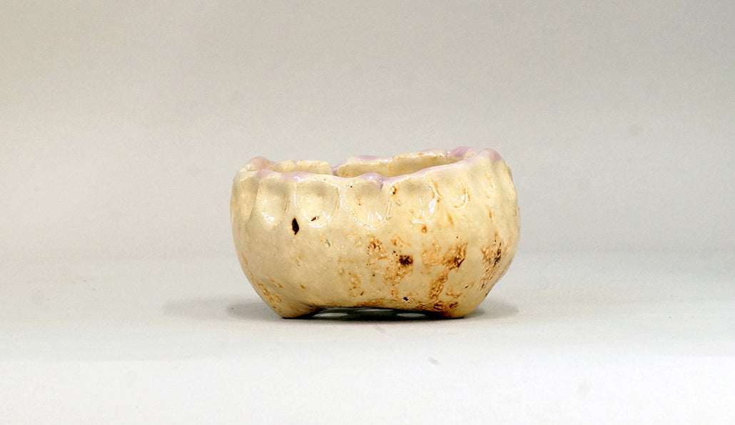 マフィンみたいな丸鉢 ホルビラ 10cm TH026