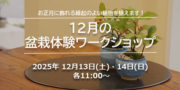12月の盆栽体験ワークショップ