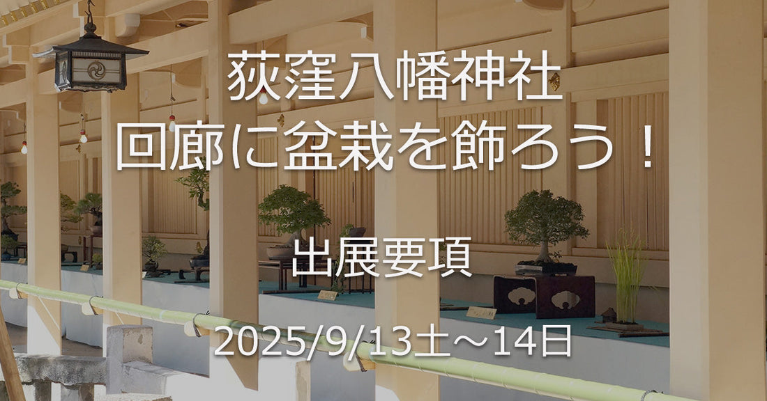 荻窪八幡神社回廊に盆栽を飾ろう！9/13・14