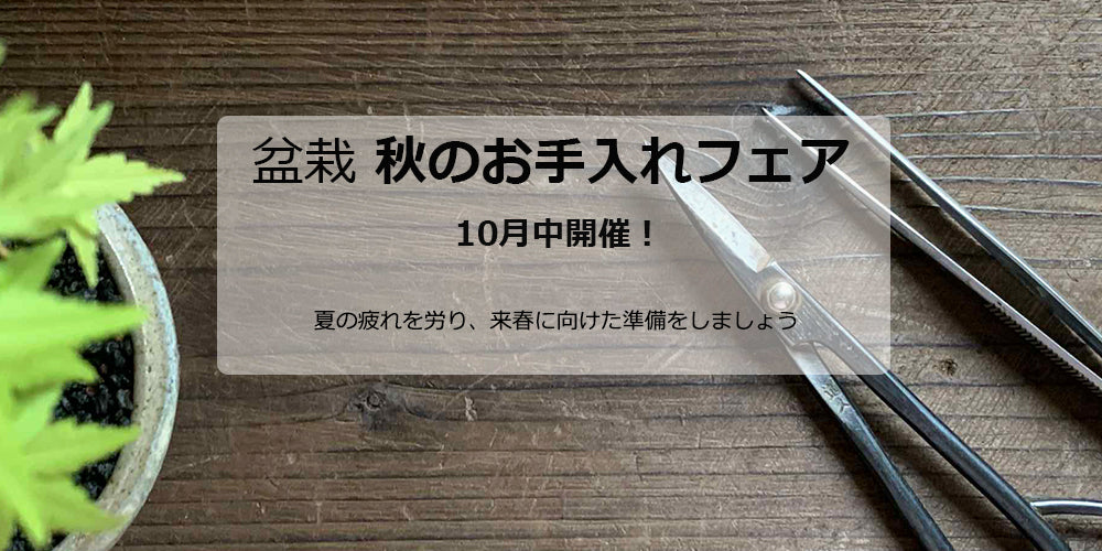 盆栽 秋のお手入れフェア