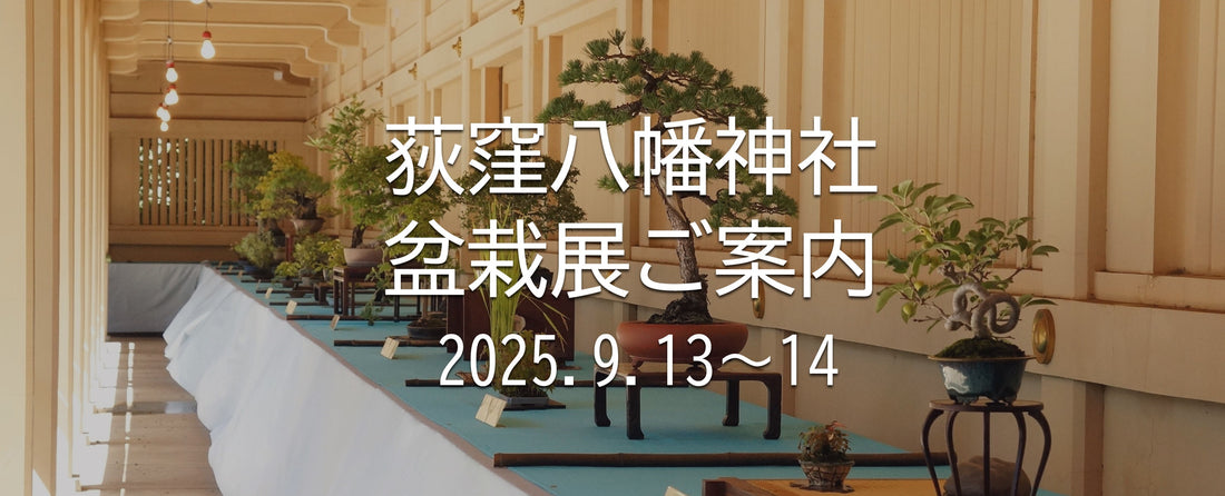 荻窪八幡神社の盆栽展ご案内2025年9月13・14日