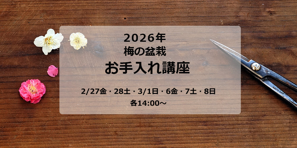 2026年 梅の盆栽お手入れ講座