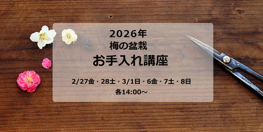 2026年 梅の盆栽お手入れ講座