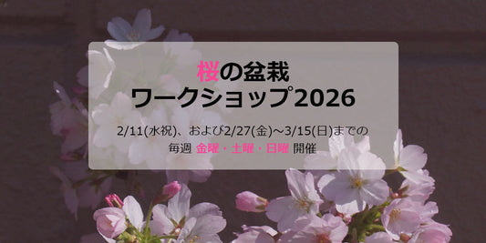 桜の盆栽ワークショップ2026