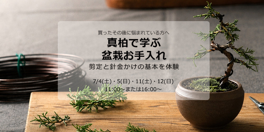 真柏で学ぶ盆栽お手入れ
