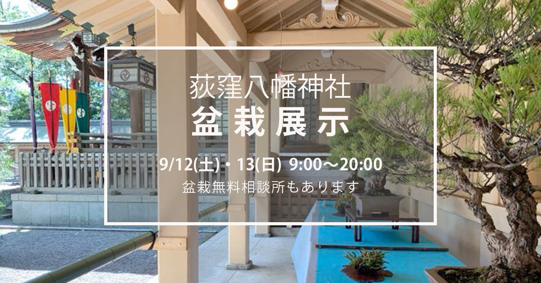 2026年秋　荻窪八幡神社の盆栽展示