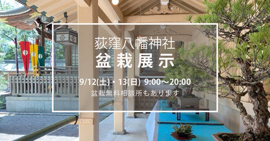 2026年秋　荻窪八幡神社の盆栽展示
