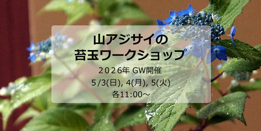 山アジサイの苔玉ワークショップ2026