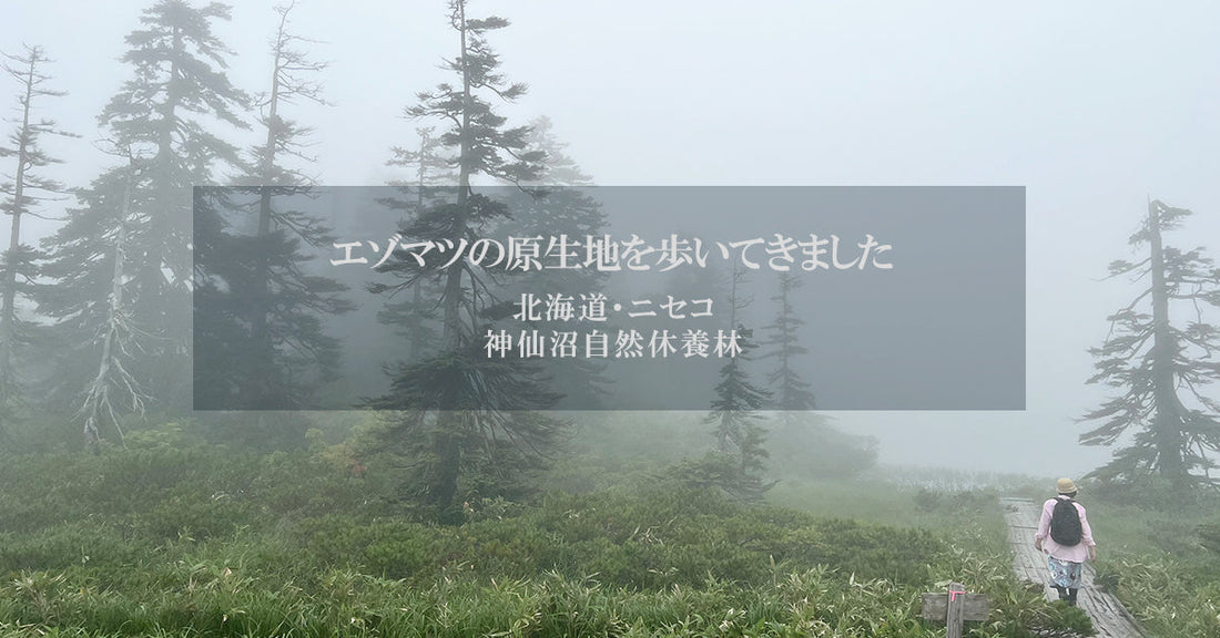 北海道のエゾマツ原生地を歩いてきました