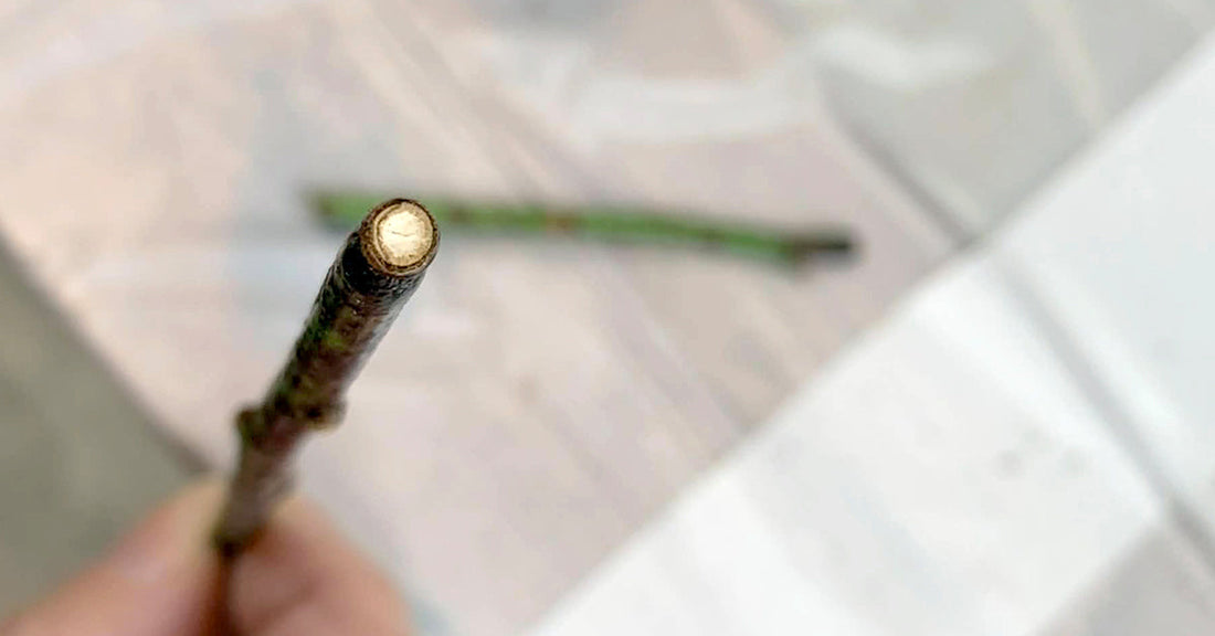梅盆栽の「枝枯れ病」について