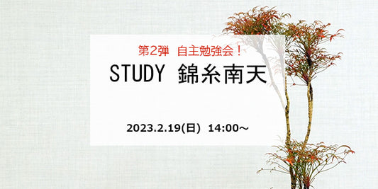 STUDY 錦糸南天