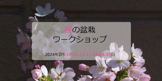 桜の盆栽ワークショップ2024（期間限定）