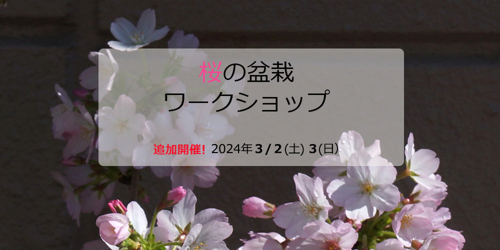 3月追加開催！桜の盆栽ワークショップ2024
