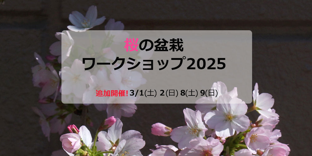 桜の盆栽ワークショップ2025