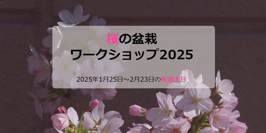 桜の盆栽ワークショップ2025