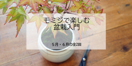 モミジで楽しむ盆栽入門 (5・6月開催)