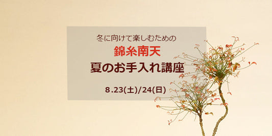 錦糸南天 夏のお手入れ講座