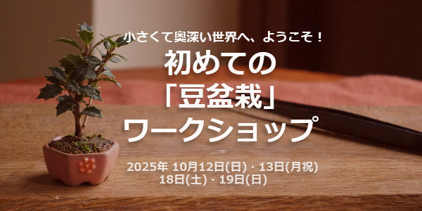 初めての「豆盆栽」ワークショップ