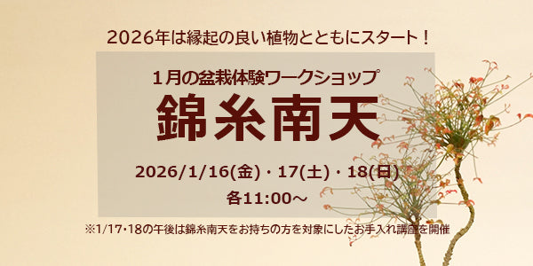 1月の盆栽体験ワークショップ 錦糸南天