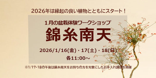 1月の盆栽体験ワークショップ 錦糸南天
