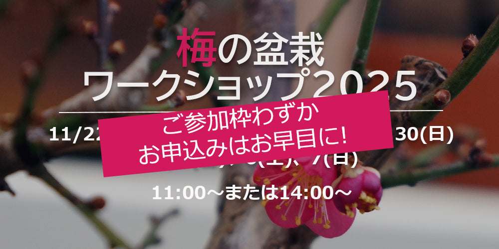 梅の盆栽ワークショップ2025（受付終了）
