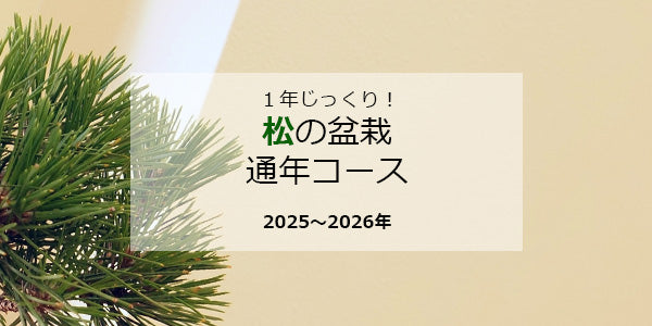 松の盆栽 通年コース