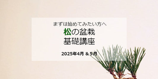 松の盆栽 基礎講座（4～5月 全2回開催）