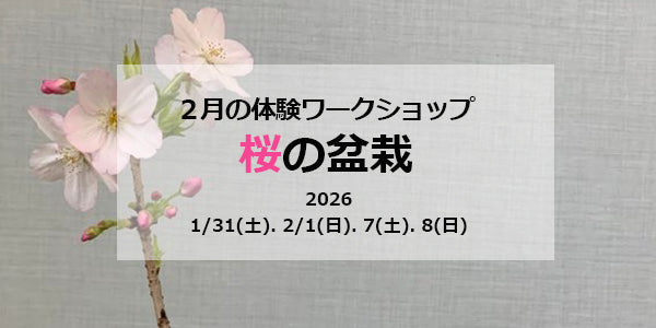 ２月の体験ワークショップ　桜の盆栽