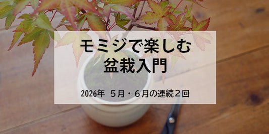 モミジで楽しむ盆栽入門2026 (5～6月 全2回開催)