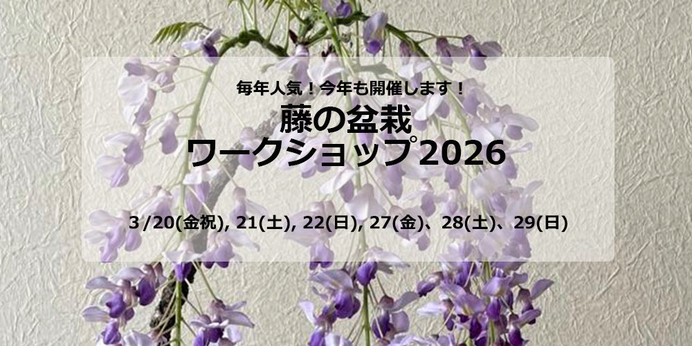 藤の盆栽ワークショップ2026