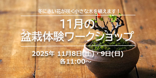 11月の盆栽体験ワークショップ