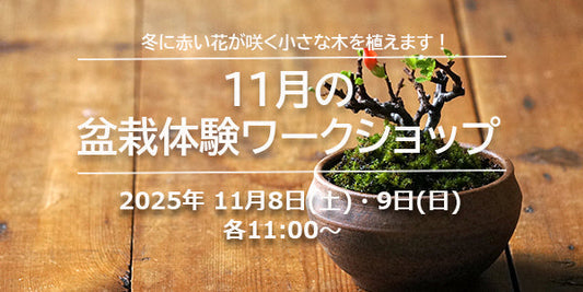 11月の盆栽体験ワークショップ