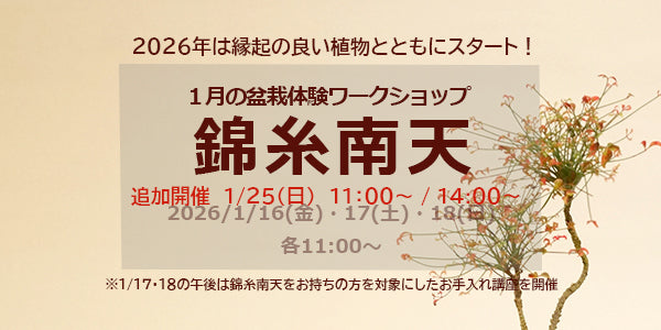 1月の盆栽体験ワークショップ 錦糸南天