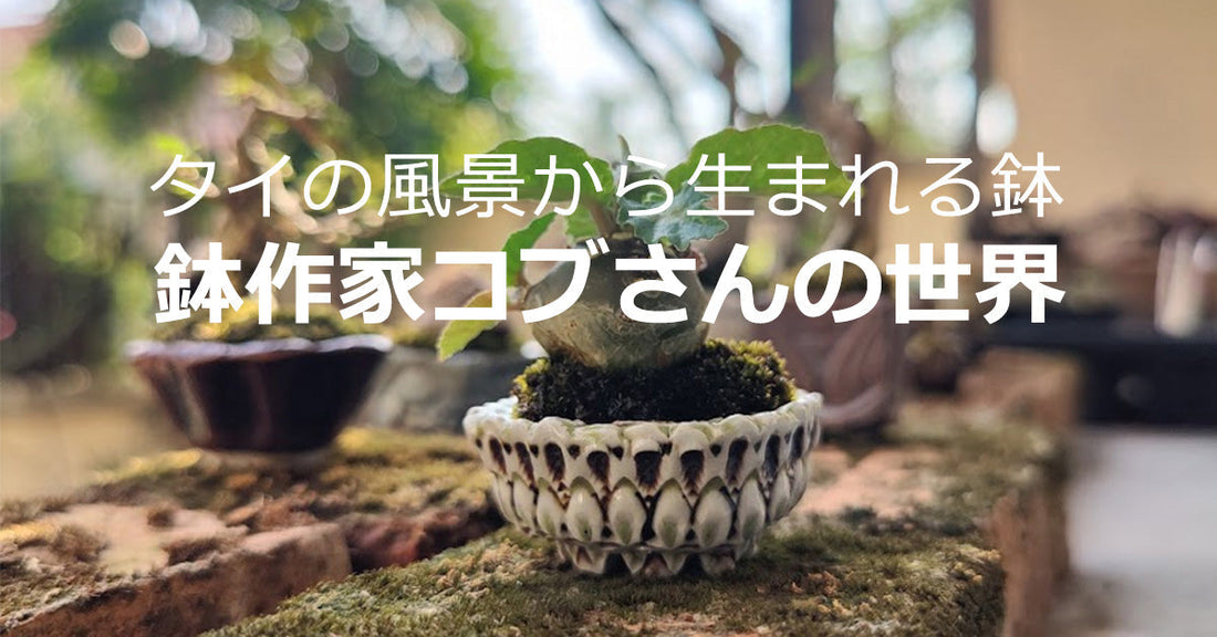 タイの風景から生まれる鉢――鉢作家コブさんの世界