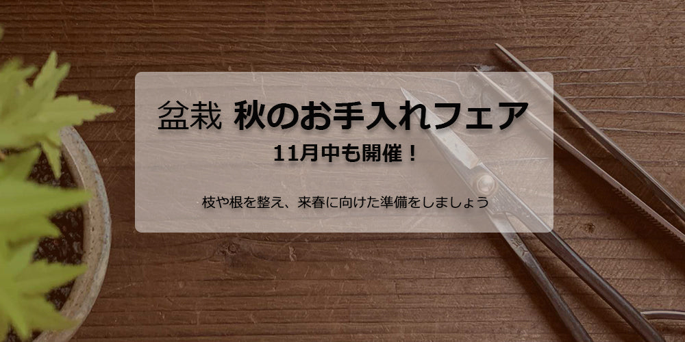 盆栽鉢ストアゆきもの
