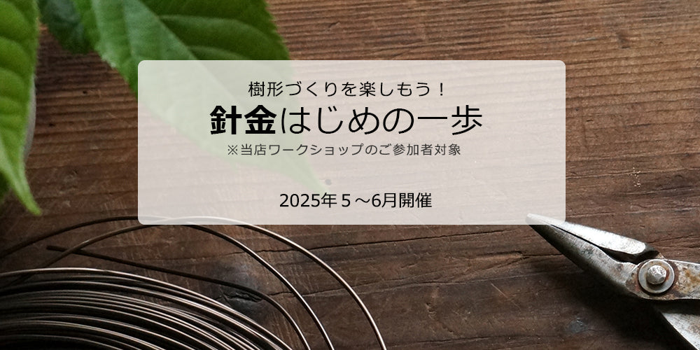 Toshiyuki Okamura | 小品盆栽オークション #小品盆栽 #bonsai